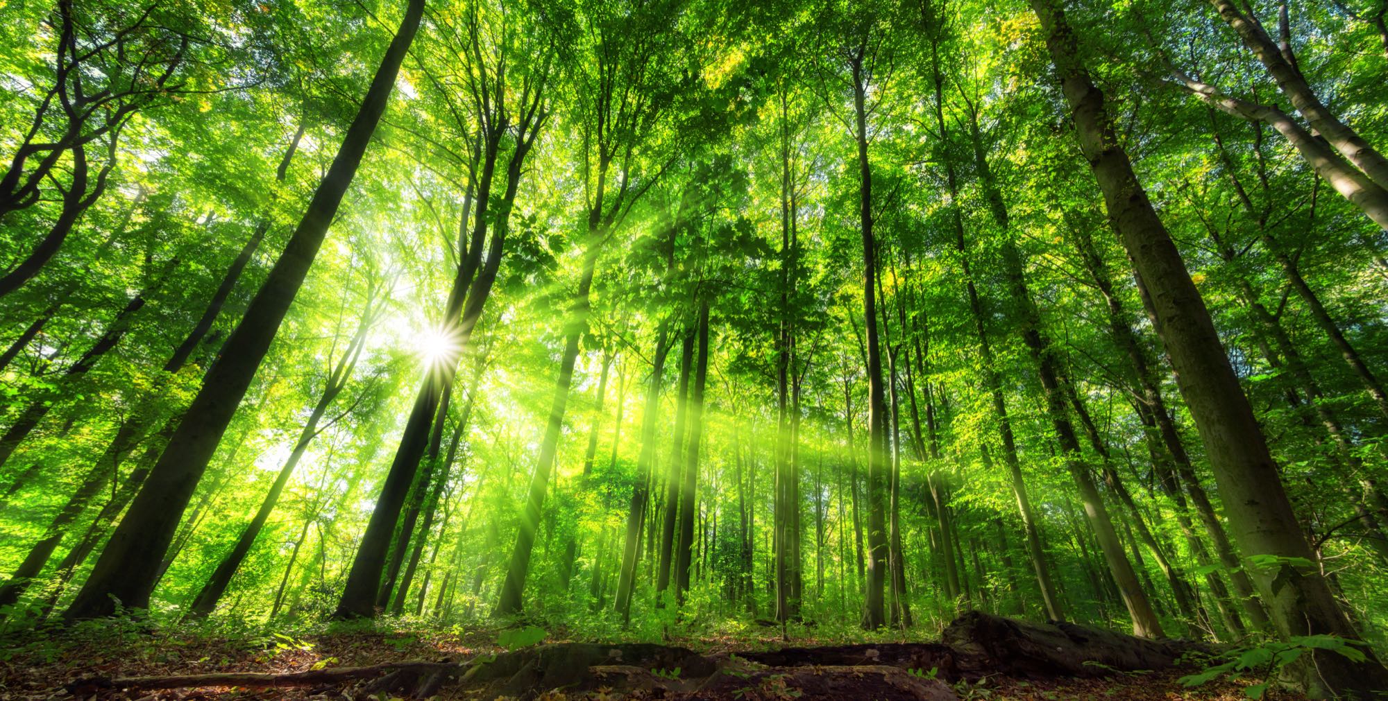 Sunlight breaking through the canopy of a mature broadleaf woodland, seen from the forest floor.